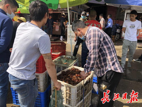 来武汉撮虾子 白沙洲农副产品大市场日批发龙虾100吨